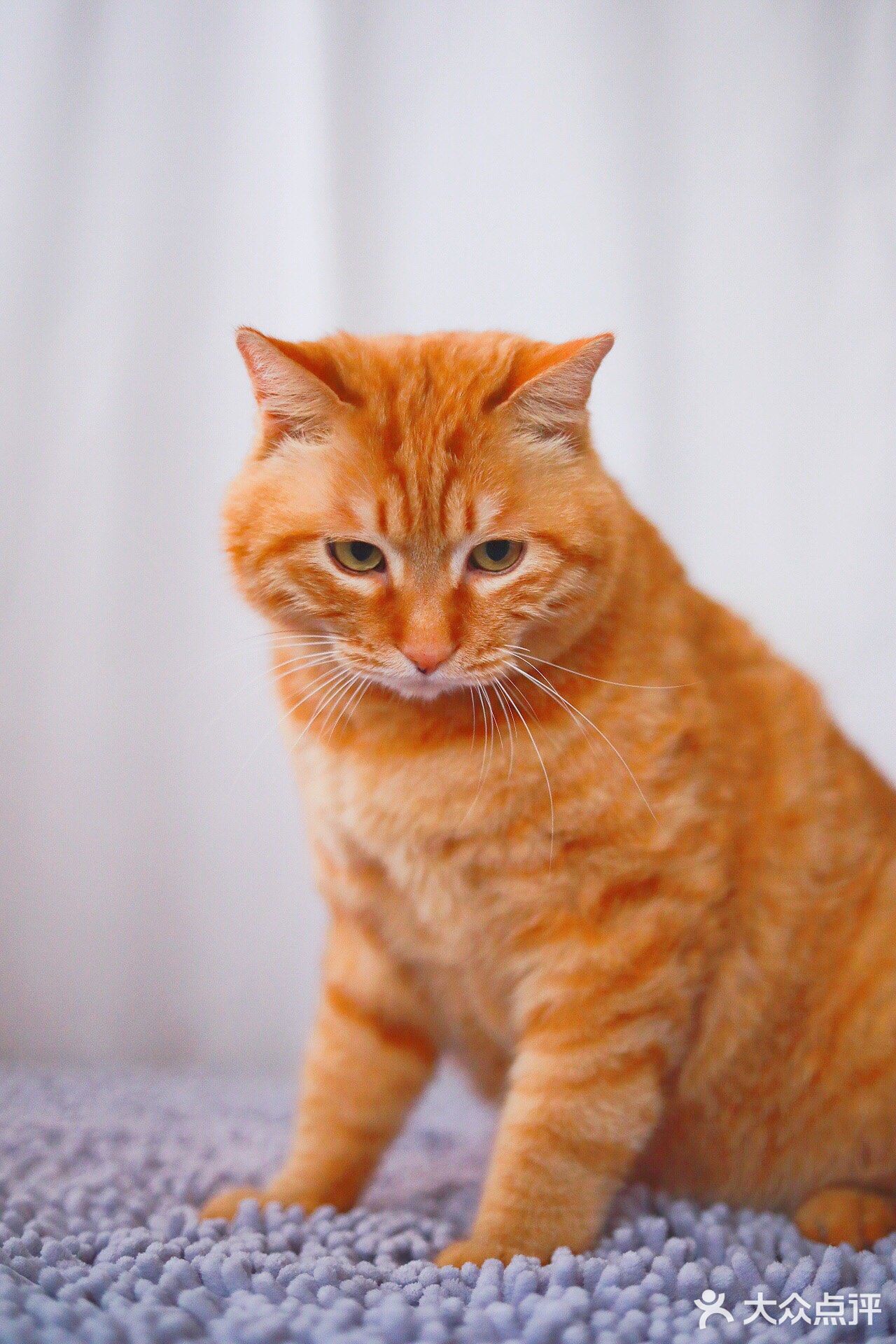北京猫咪免费领养🐱胖大橘凰儿同学