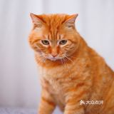 北京猫咪免费领养🐱胖大橘凰儿同学
