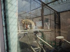 -青藏高原野生动物园
