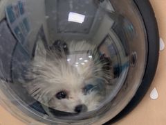 -天宠宠物医院24小时·急重症诊疗中心·全科·腔镜特色(和平分院)