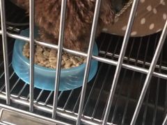 -伟伟宠物医院·CT影像中心·瑞派犬猫综合性门诊(汉口总院)