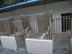 -良成狗狗乐园