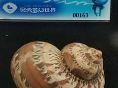 -贝壳梦幻世界