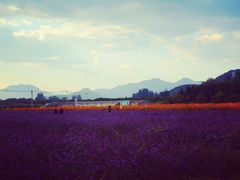 android_upload_pic-北京东方普罗旺斯薰衣草庄园