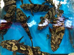 -四川小胡子海鲜(丁村万人海鲜广场店)