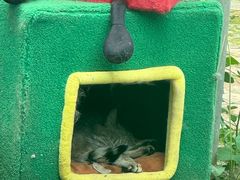 -青藏高原野生动物园