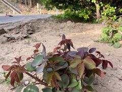 -永定河休闲森林公园