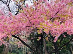 -井之头恩赐公园