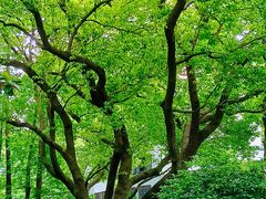 -徐家汇源景区-衡山公园