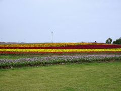 -杭州湾海上花田景区