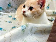 -猫色咖啡·猫咖