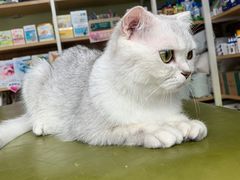 -瑞鹏宠物医院·猫科·宠保定点(梅溪湖分院)