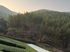 -紫藤园·天目湖大鱼头(南山竹海店)