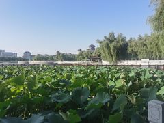 -莲花池公园
