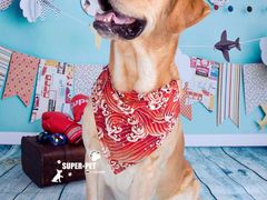 -超宠爱宠物摄影-Super pet