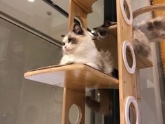 -momokira米努特·德文卷毛猫·棉花面纱犬
