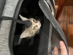 -瑞派动物医院·绝育·犬猫全科·预防医学(光景江南中店)