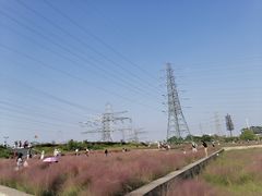-王借岗森林公园