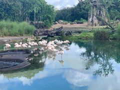 -奥兰多迪士尼动物王国乐园