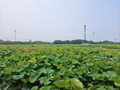 -嘉北郊野公园