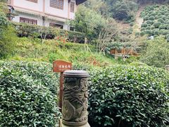 景观位-十八棵（老龙井）御茶园(老龙井店)