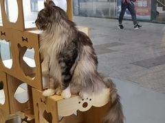 -瞄一喵猫咖(格力海岸店)