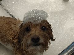 -PETKIT小佩宠物·低压洗护(国顺东路店)