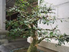 -广东圆玄道观
