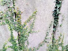 iphone_upload_pic-十八棵（老龙井）御茶园(老龙井店)
