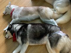 -Husky Go! 哈士奇体验馆·宠物咖啡厅狗咖
