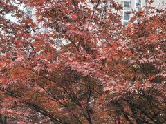 -重庆彩云湖湿地公园