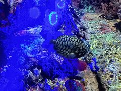 -上海海洋水族馆