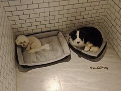 -趣玩宠物乐园寄养训犬训狗游泳池