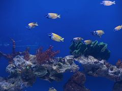 -海合安武汉极地海洋公园
