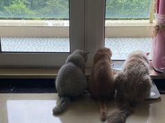 -宠颐生斯嘉宠物医院·急重症·心内科(谷阳北路分院)