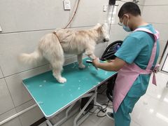 -北京观赏动物医院·24小时大型综合·猫专科·异宠专科