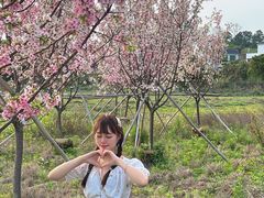 -天适樱花悠乐园
