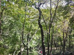 -香炉山国家森林公园