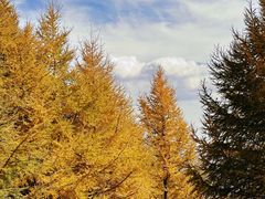 -苏木山森林公园