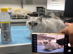 -达爱动物医院·犬猫分区·CT·复杂眼科(远洋山水分院)