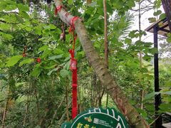 -呀诺达热带雨林