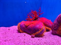 -上海海洋水族馆