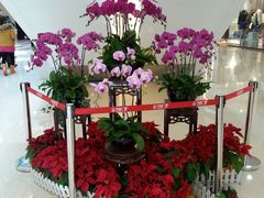 蝴蝶兰-万达广场(南京江宁店)