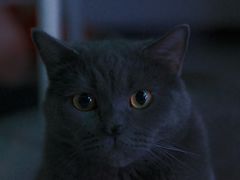 -御宝贝·A梦猫科宠物医院(国际猫友好医院)