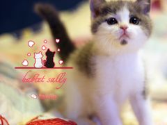 -Bastet sally猫舍购宠(静安店)