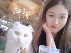 -MOYOYO猫咪咖啡店