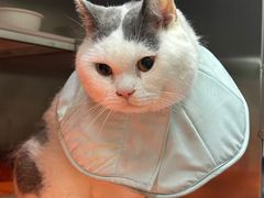 -创凡宠物医院·骨专科  猫科中心(西乡分院)