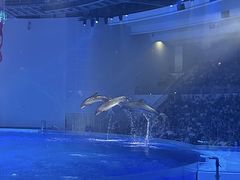 -上海海昌海洋公园