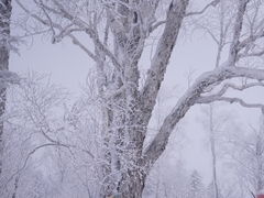 -雪谷