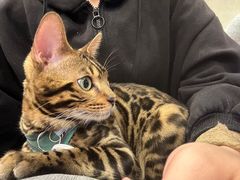 -宠爱国际动物医院·消化内科·心肾内科·ISFM猫友好(望京店)